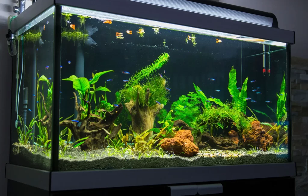 Aquarium Care Guide- New Tanks – PAW LIVING